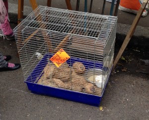 Guinea Hens from a weekend bird market. I have yet to decide whether you're supposed to eat them or not...