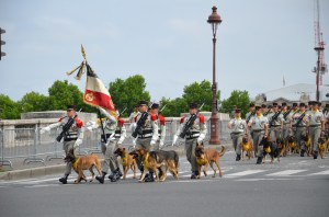 Dogs, some with medals.