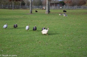 Guineas motoring around (it's what guineas do).
