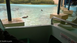 Ducks (and muck) from It's a Small World.