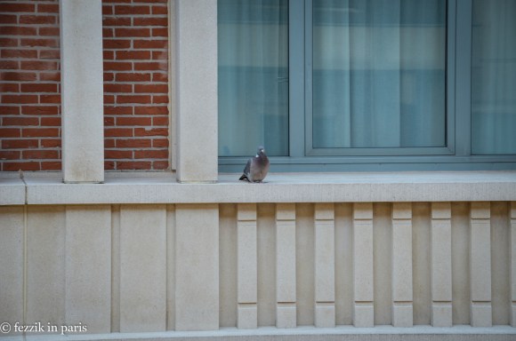 Belgian pigeons seem to be on the much larger size.