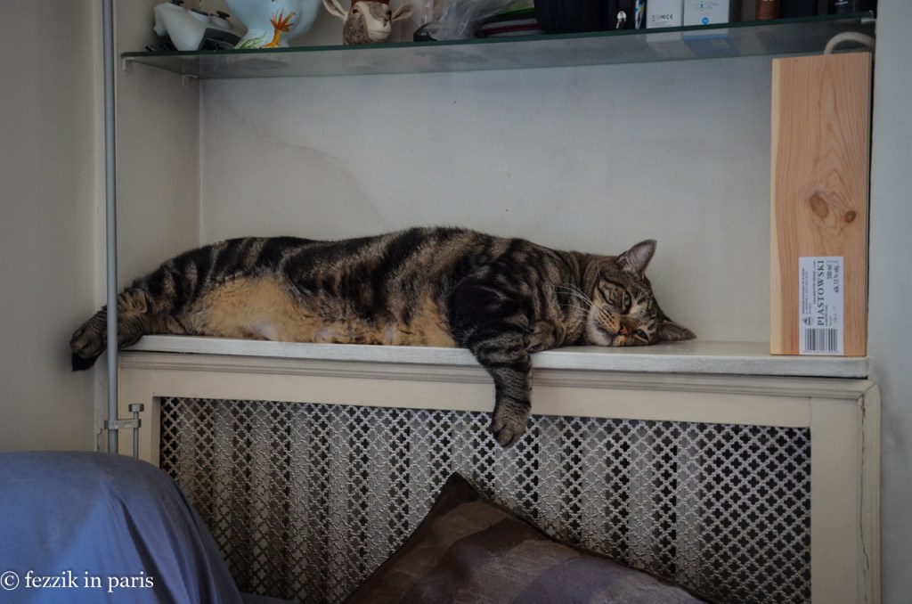 Fezzik, we need to have yet another conversation about your weight.